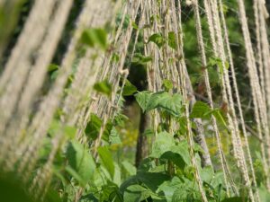 園芸で麻ひもを結んで使用している様子