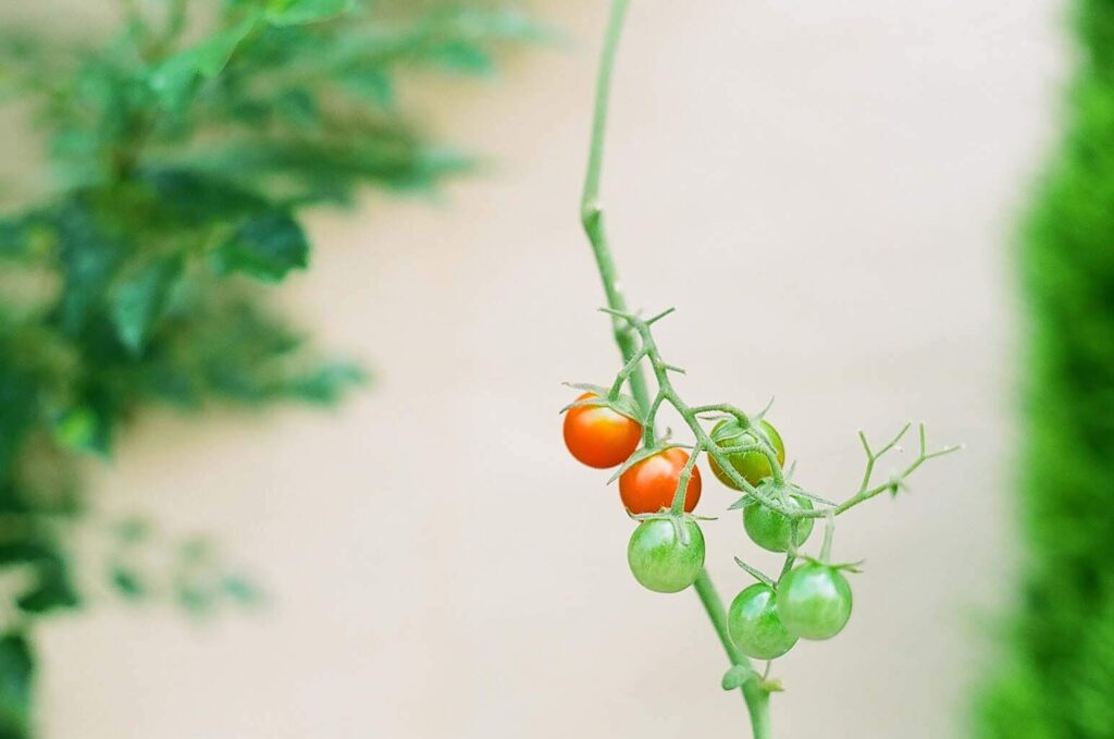麻ひもで支柱に誘引させるベランダ菜園のミニトマト
