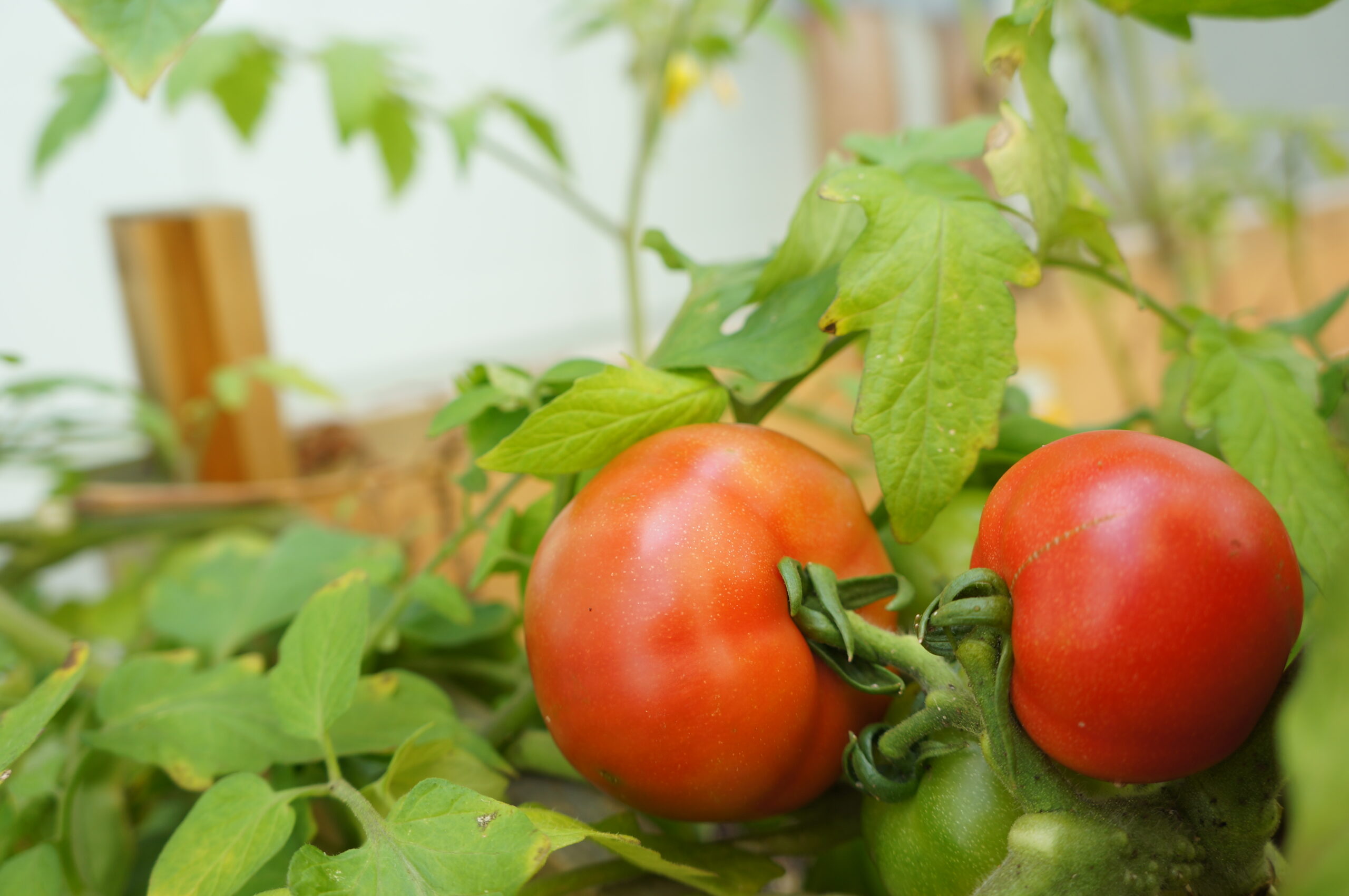 ベランダ菜園のコーディネートをおしゃれに見せる鉢植えのトマト